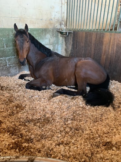 RZ STABLES - hipica in La coruña