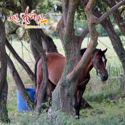 Las Arenas Rural Resort - hipica in Ferrol