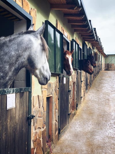 Hipica Pura Doma | Clases de equitación en Madrid - hipica in Villarejo de Salvanés