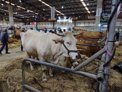 Fundación Semana Verde - hipica in Silleda