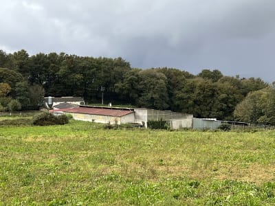 TS PRE & Dressage Horses - hipica in Silleda