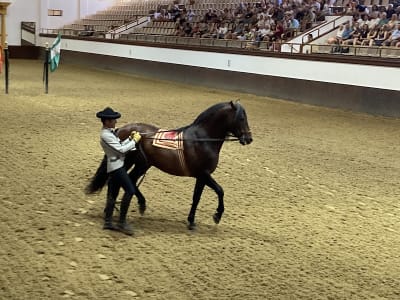escuela arte ecuestre jerez - hipica in Jerez de la Frontera