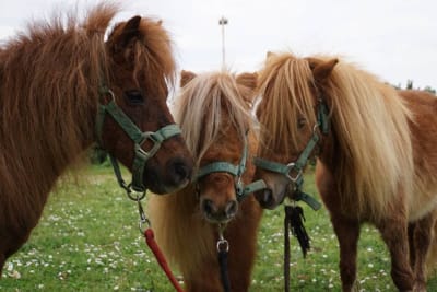 PoniClub Girona - hipica in Sant Gregori