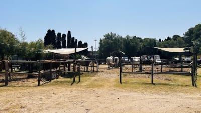 Pony Club - hipica in Empuriabrava