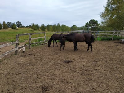 Poni Club Monte Deva - hipica in Gijón