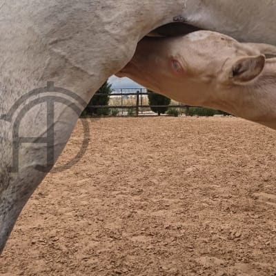 Yeguada Álvaro Dongil - hipica in Yunquera de Henares