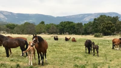 Yeguada La Cruz - hipica in Peralejo