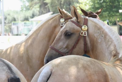 Yeguada La Perla - hipica in Cubillo