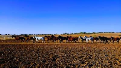 Hípica y Yeguada As de Picas - hipica in Cabanillas del Campo