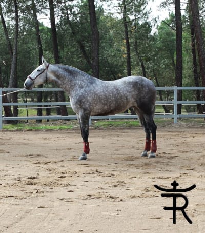 Yeguada La Generala - Caballos Pura Raza Española - hipica in Hornillos de Eresma