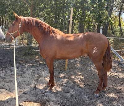 Yeguada Agrelo Castro - hipica in O Grove