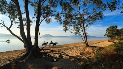 Centro Ecuestre El Sable Equitación - hipica in Laredo