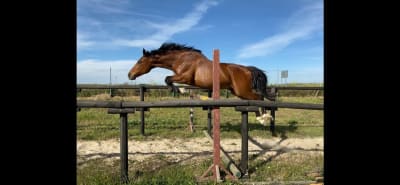 Yeguada Jardín de Castilla - hipica in Ribas de Campos