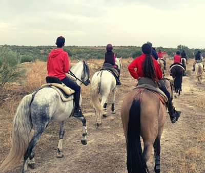 Club Hípico Capellanía Méntrida - hipica in Méntrida