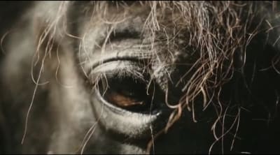 Ser Caballo - hipica in Pravia