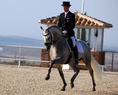 Yeguada del Hierro de la Magdalena - hipica in Medina del Campo