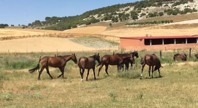 Yeguada Felipe Carrasco - hipica in La Parrilla
