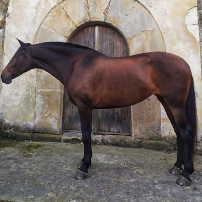 Yeguada Santa Lucía - hipica 