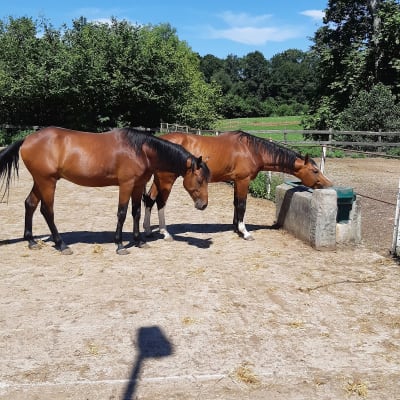 Centro Militar de Cría Caballar de Mazcuerras - hipica in Ibio