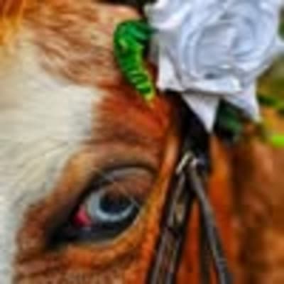 Rutas a caballo - hipica 