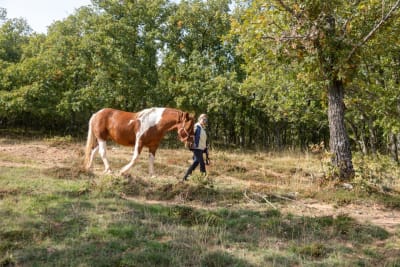 Asociación Caballos en Libertad Valle de Juarros - hipica in San Adrián de Juarros