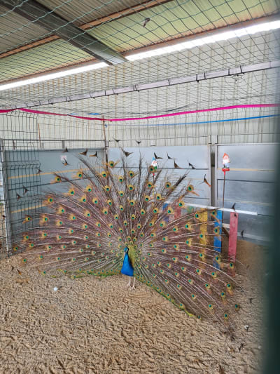 Granja Escuela El Encinar - hipica in San Torcuato