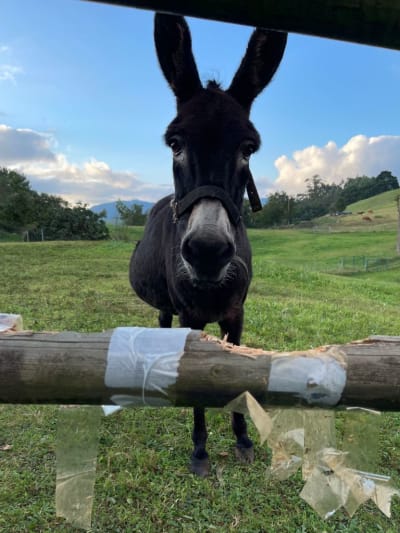 EL VALLE DE MACHUCÓN plantación ecológica hortofrutícula - hipica in Penagos