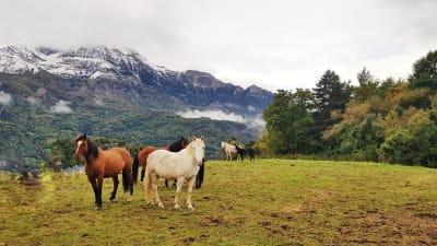 Centro Ecuestre El Betato - hipica in Tramacastilla de Tena