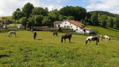 Hípica Benta Elosua - hipica in Bergara