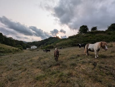 Caballos del bosque - hipica in Igoa