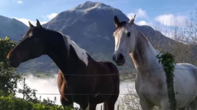 ZALDIZKETA - hipica in Amezketa