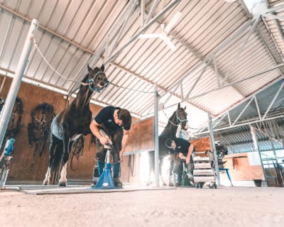 Eki Herrajes | Venta material de herraje para caballos - hipica 