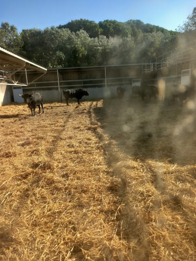 Corralillos del Gas / Gasaren ikuiluak - hipica in Pamplona