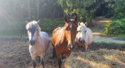 Equestrian Club De Biarritz - hipica in Biarritz