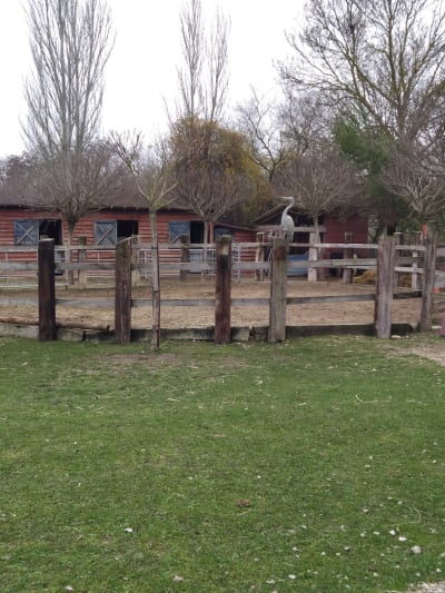 Granja Escuela Naturalia - hipica in Esquíroz