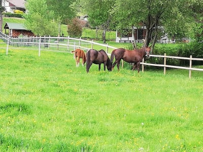 Yeguada Kantauri S.L. - hipica in Berastegi