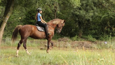 Pirineo Ecuestre Villanovilla - hipica in Villanovilla