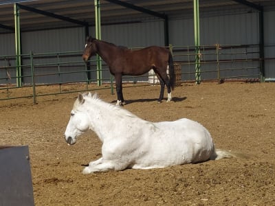 Hípica El Zorongo - hipica in Castejón de Valdejasa