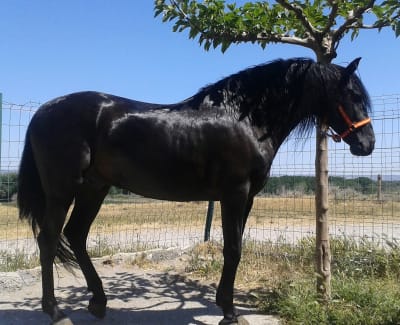 Caballos La Cartuja - hipica in Cartuja Baja