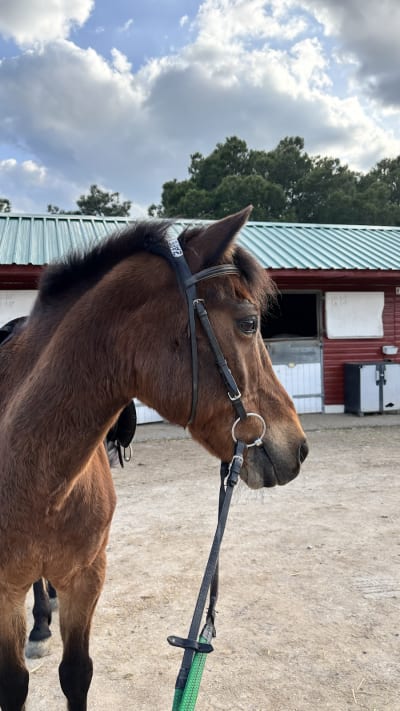 Club Hípico las Palomas - hipica in Colmenar Viejo