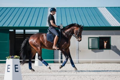 Centro Hípico Damar - hipica in Valdetorres de Jarama