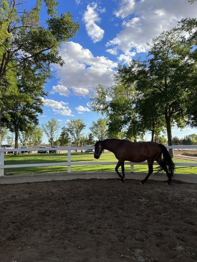 Club Hipico Eduardo Gago - hipica in Madrid