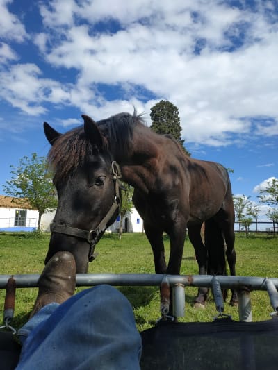 El Cerrado de los Frailes - hipica in Alagón