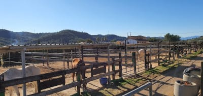 Hípica Bolívar | Hípica a Castelló | Granja Escola a Castelló - hipica 