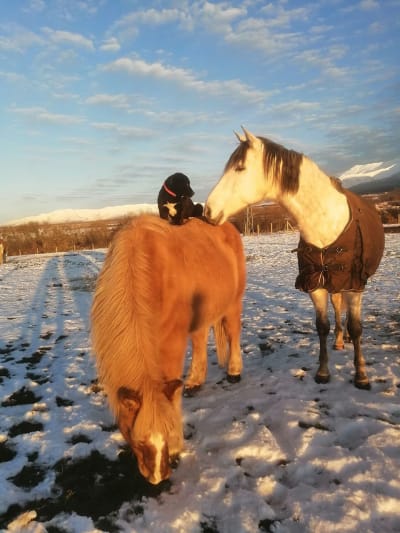 Finca Nogales - hipica in Santo Tomé del Puerto