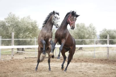 El Campillo YC Escuela ecuestre - hipica in Huesca