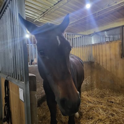 BAZREAL - hipica in Miraflores de la Sierra