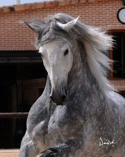 Yeguada Susaeta - hipica in Paracuellos de Jarama
