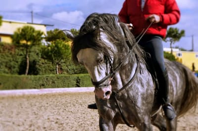 Centro Ecuestre Caño Quebrado - hipica in Madrid