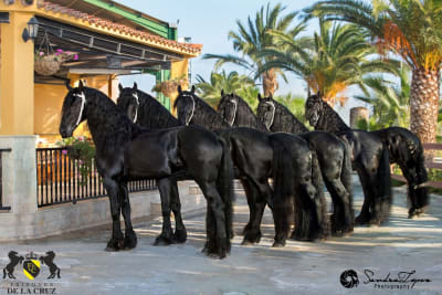 FRISONES DE LA CRUZ - hipica in Amposta